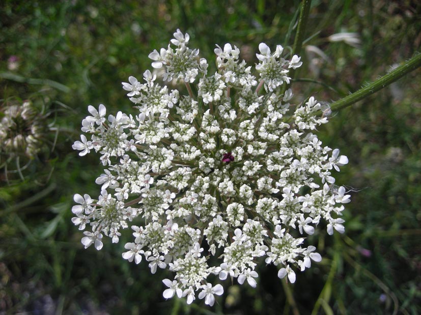 Daucus carota / Carota selvatica